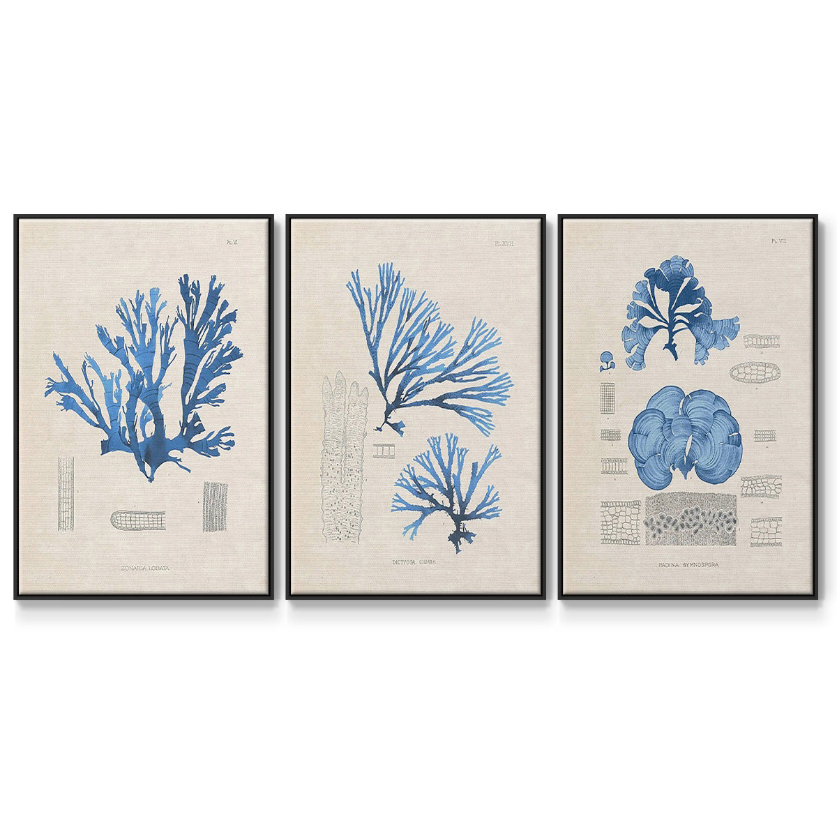 Blue Marine Algae IV - Framed Premium Gallery Wrapped Canvas L Frame 3 Piece Set - Ready to Hang