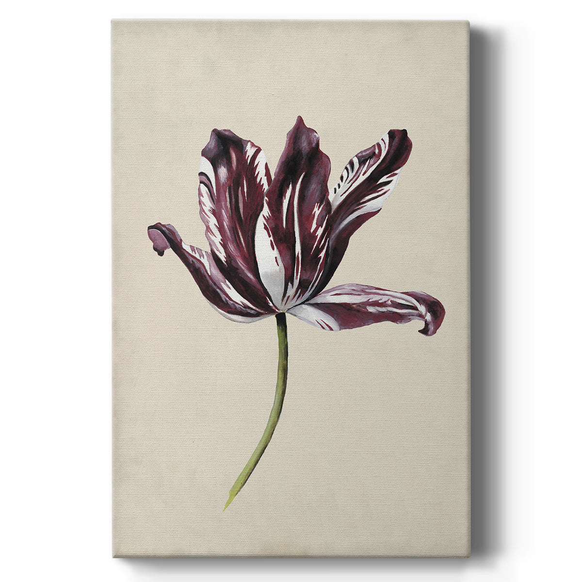 Antique Tulip Study IV - Canvas Art Print