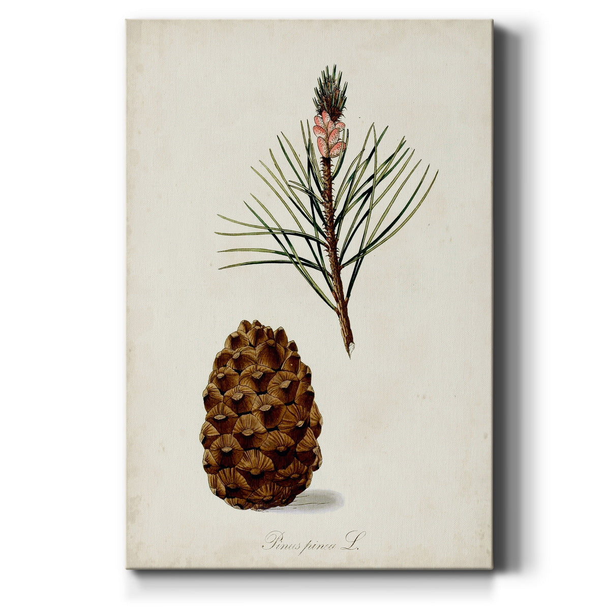 Antique Tree Study V - Canvas Art Print
