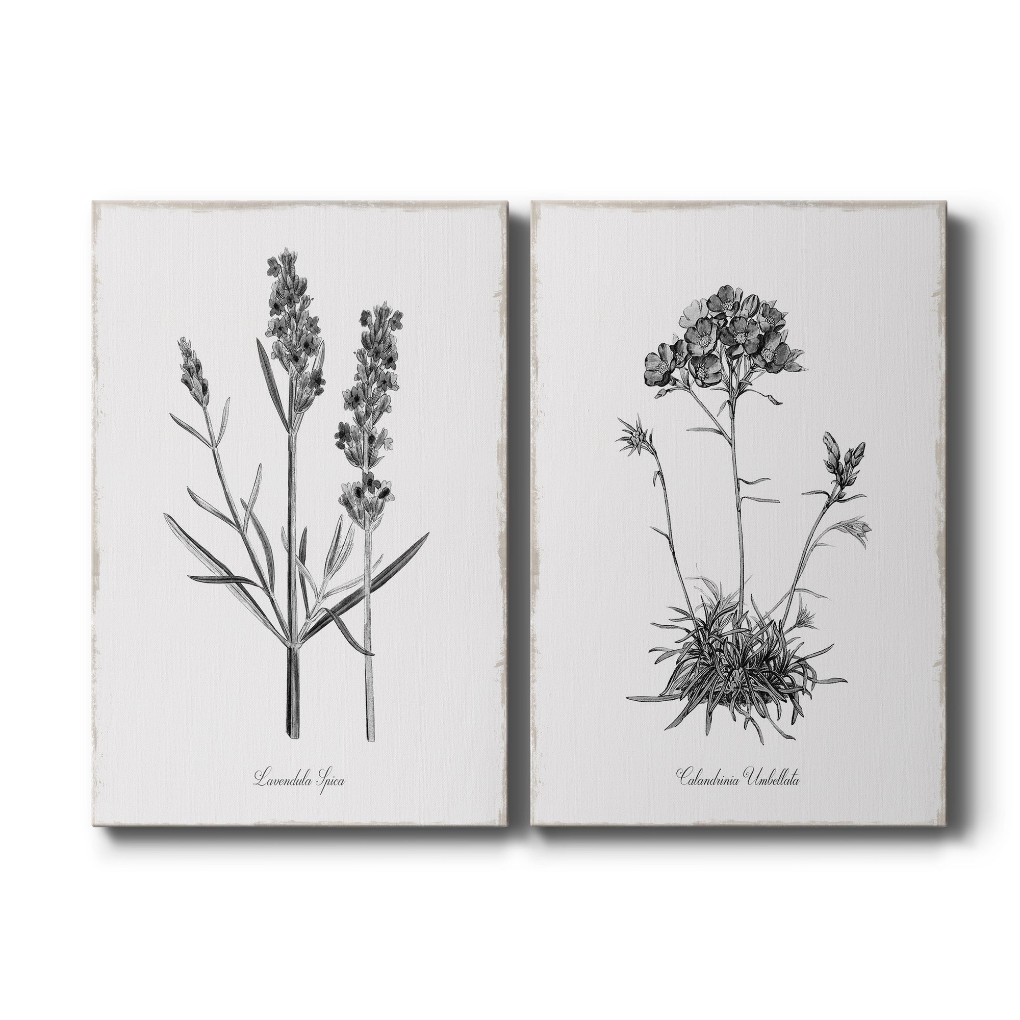 Simply Lavender Premium Gallery Wrapped Canvas - Ready to Hang - Set of 2 - 8 x 12 Each