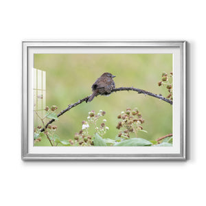 Resting Sparrow - Modern Framed Art Print
