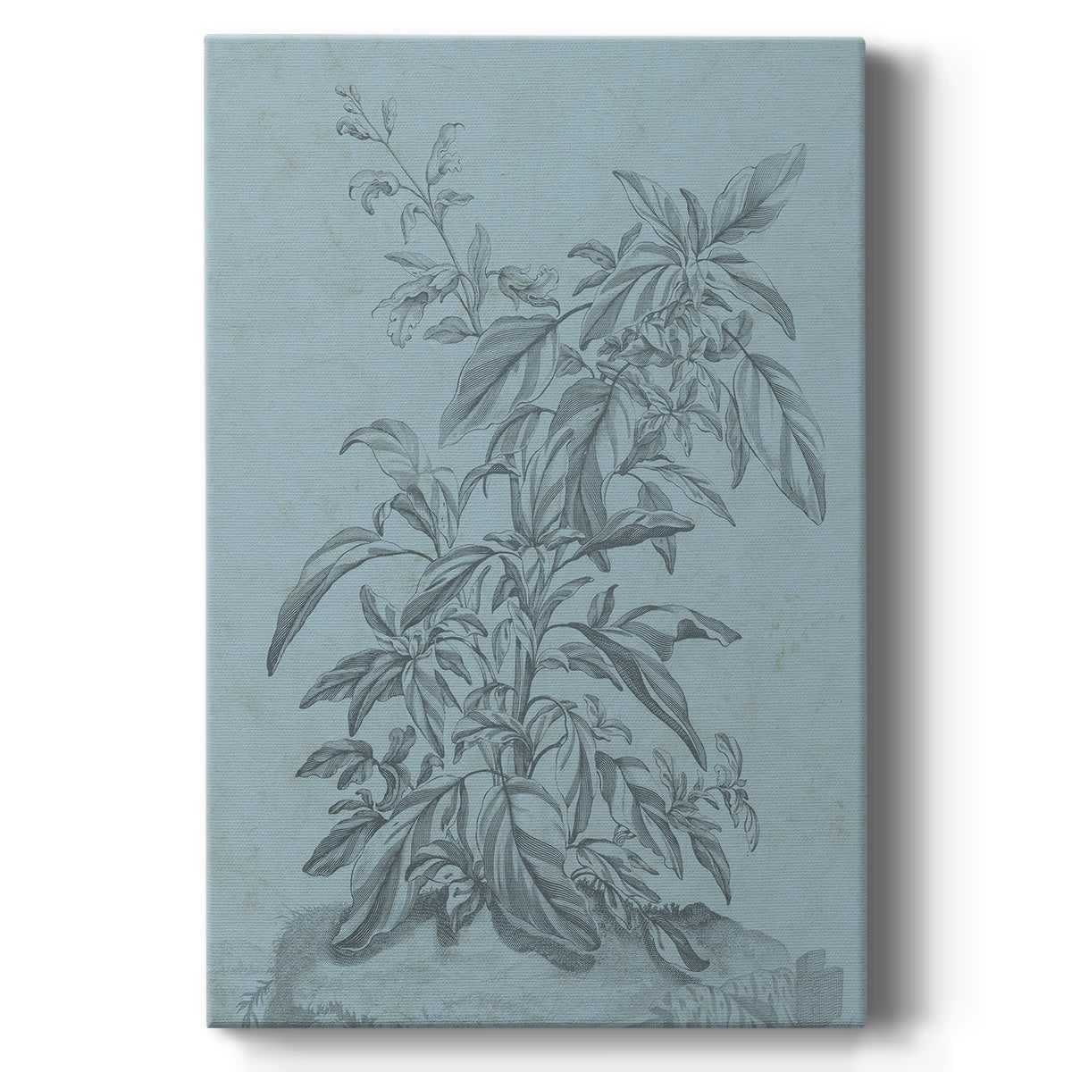 Botanical on Teal III - Canvas Art Print