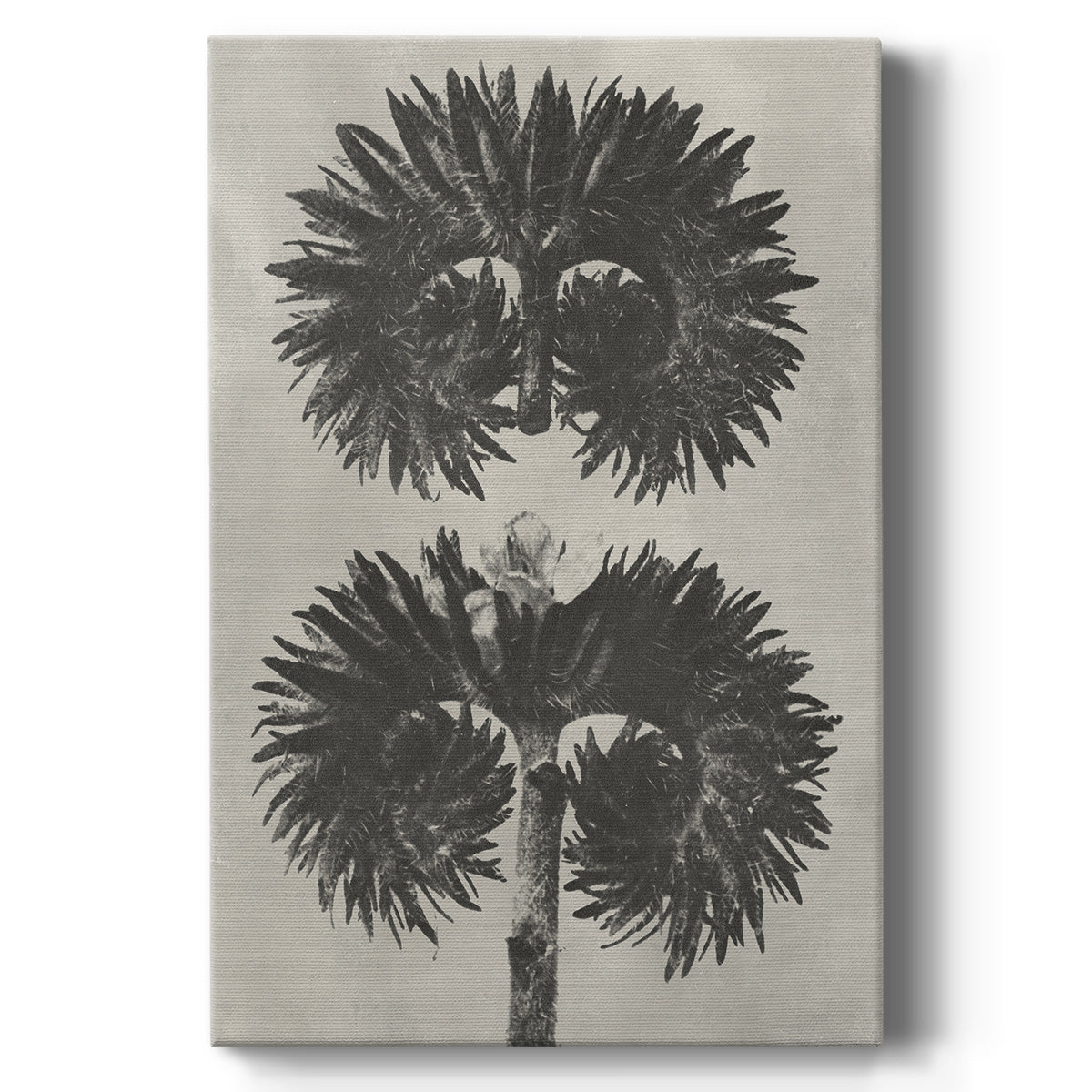 Blossfeldt Botanical V - Canvas Art Print