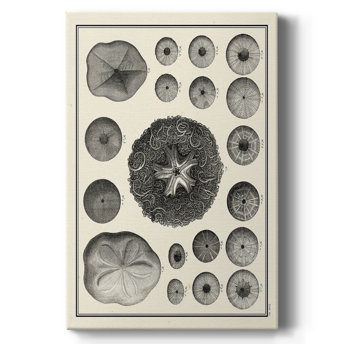 Aegean Collection I - Canvas Art Print