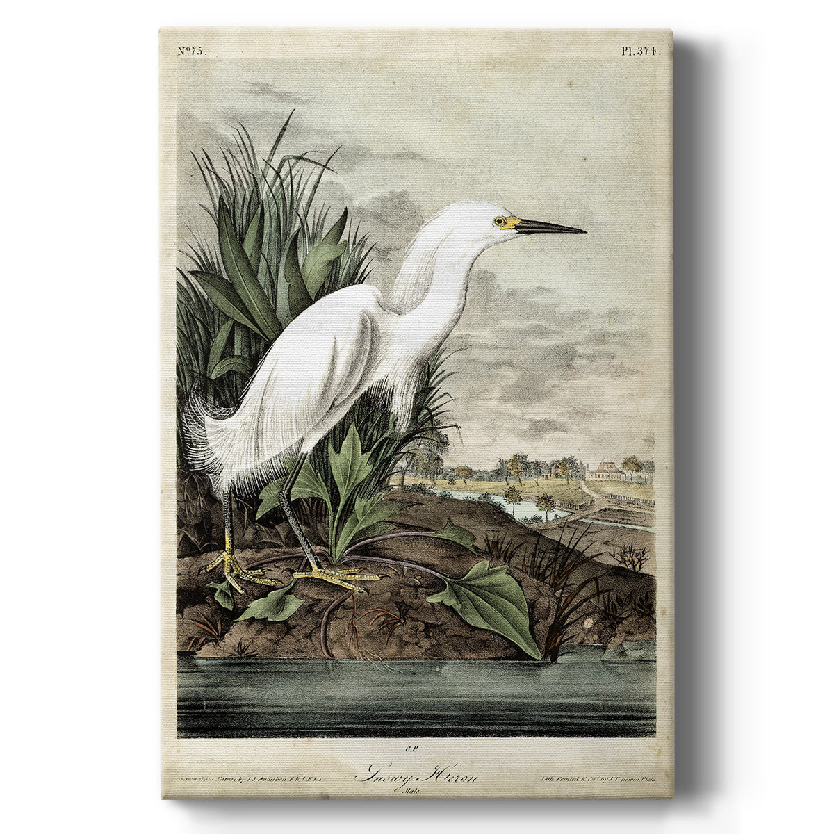 Snowy Heron - Canvas Art Print