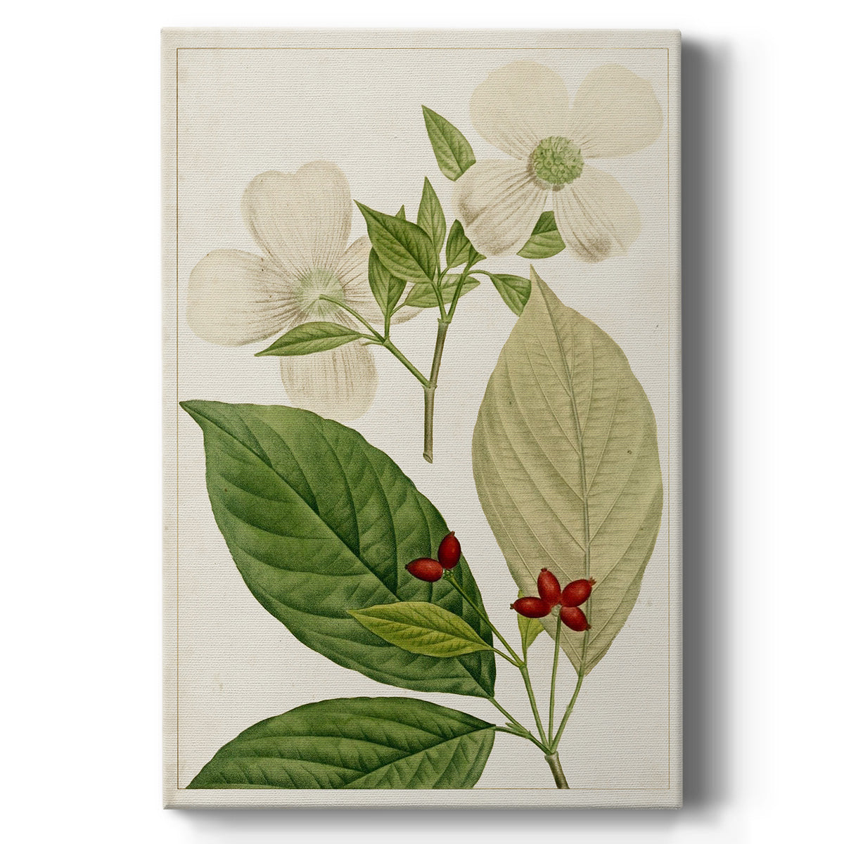 Antique Flowering Trees III - Canvas Art Print