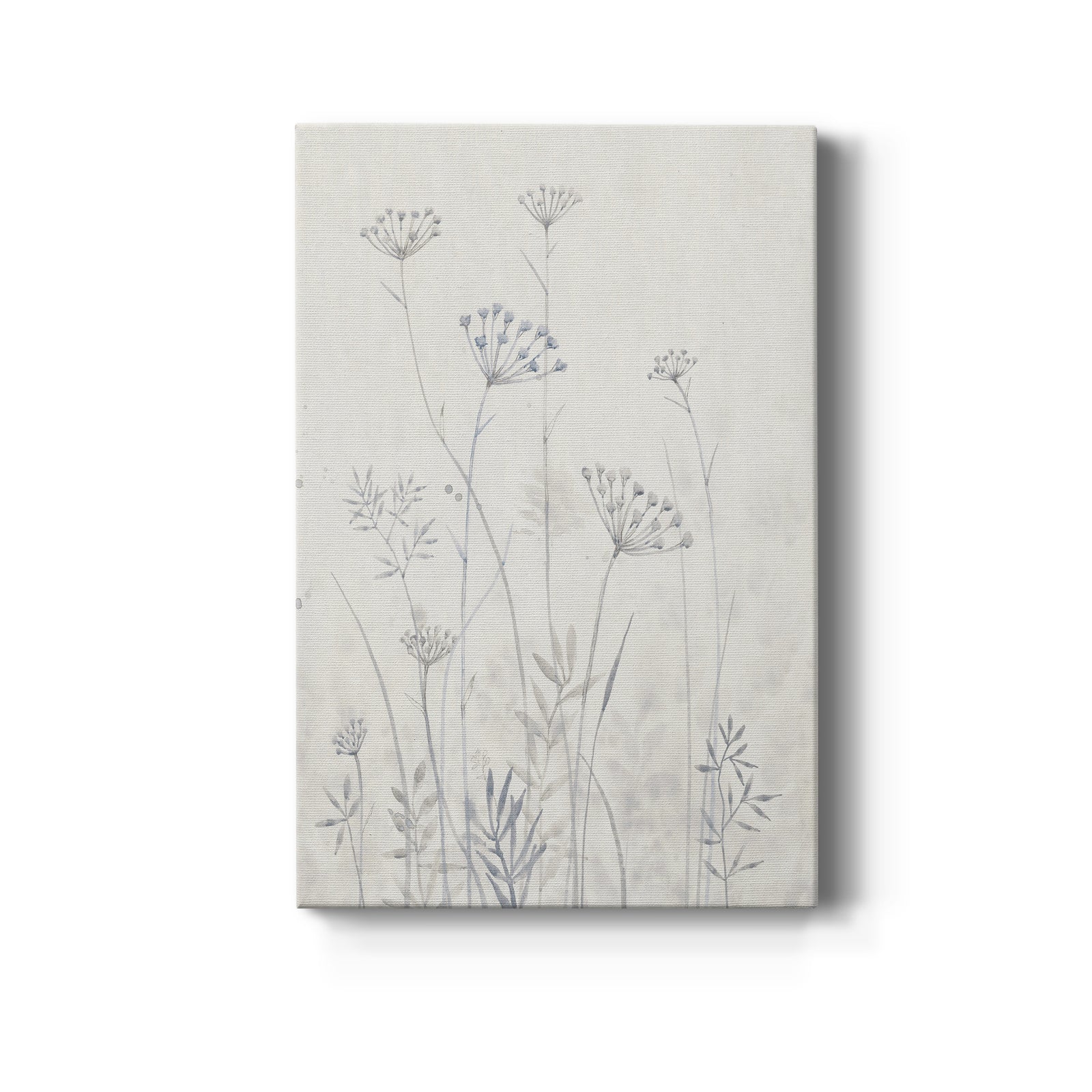 Neutral Queen Anne's Lace I - Canvas Art Print