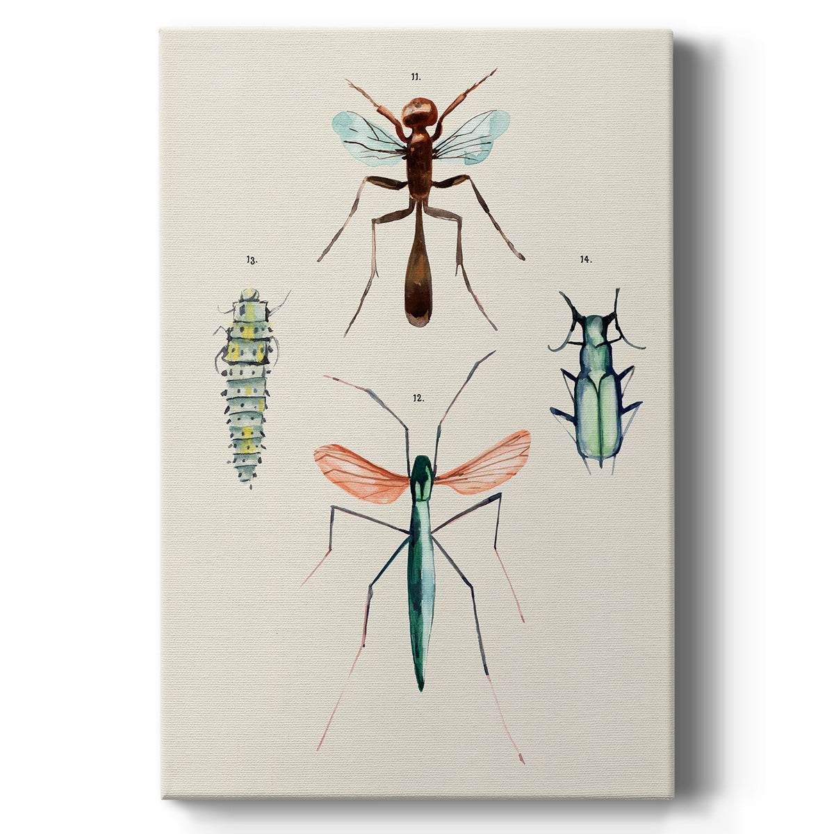 Insect Varieties III - Canvas Art Print