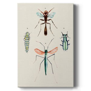 Insect Varieties III - Canvas Art Print