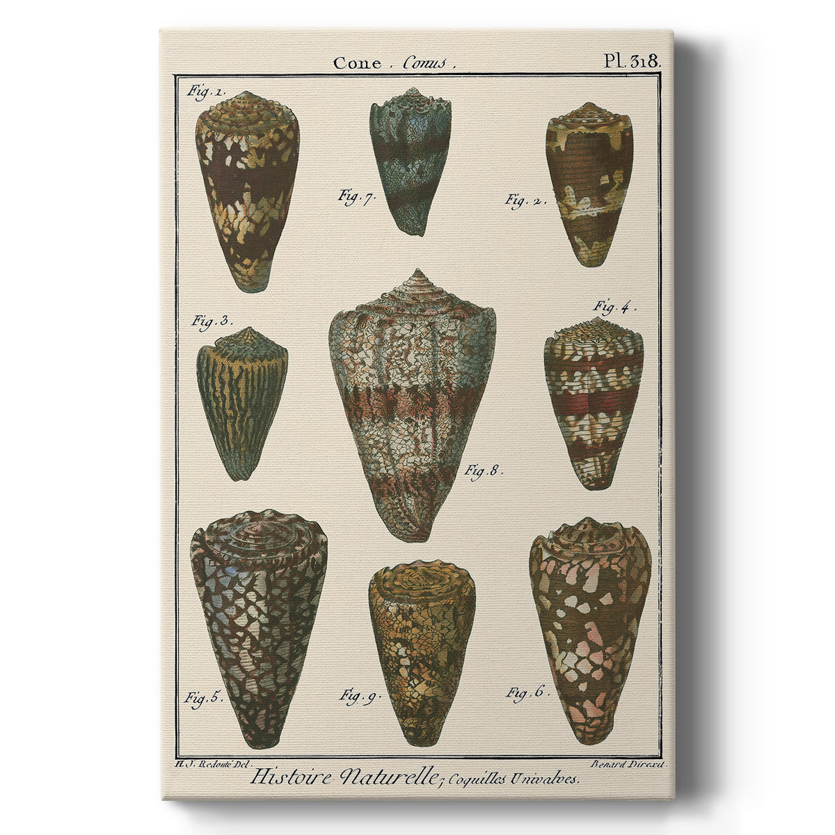 Cone Shell pl. 318 - Canvas Art Print