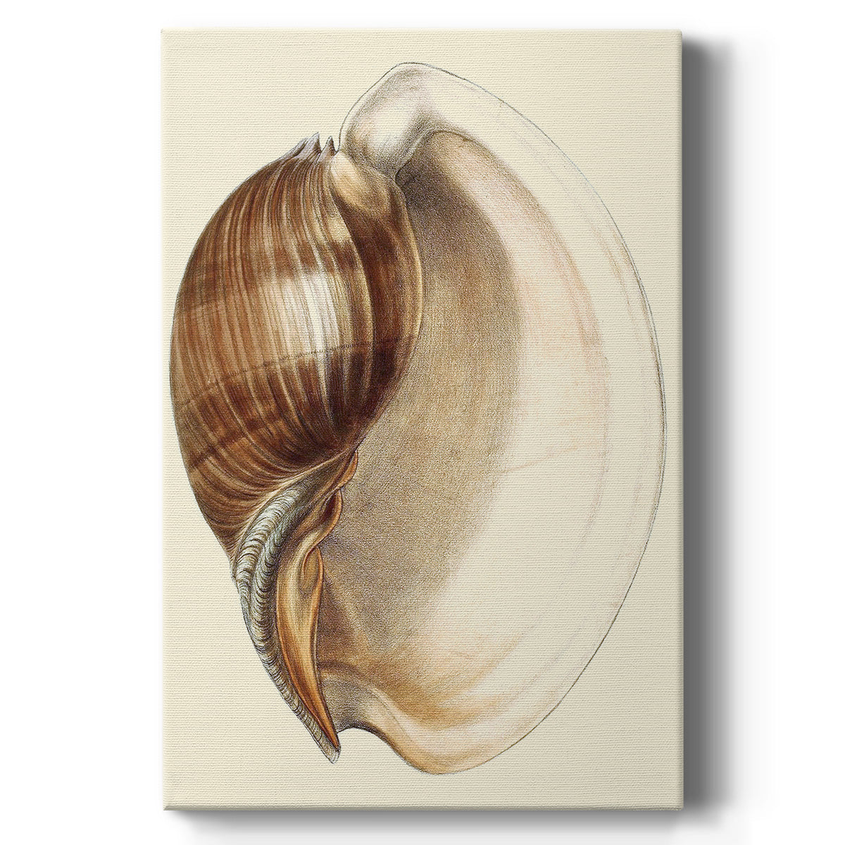 Splendid Shells III - Canvas Art Print
