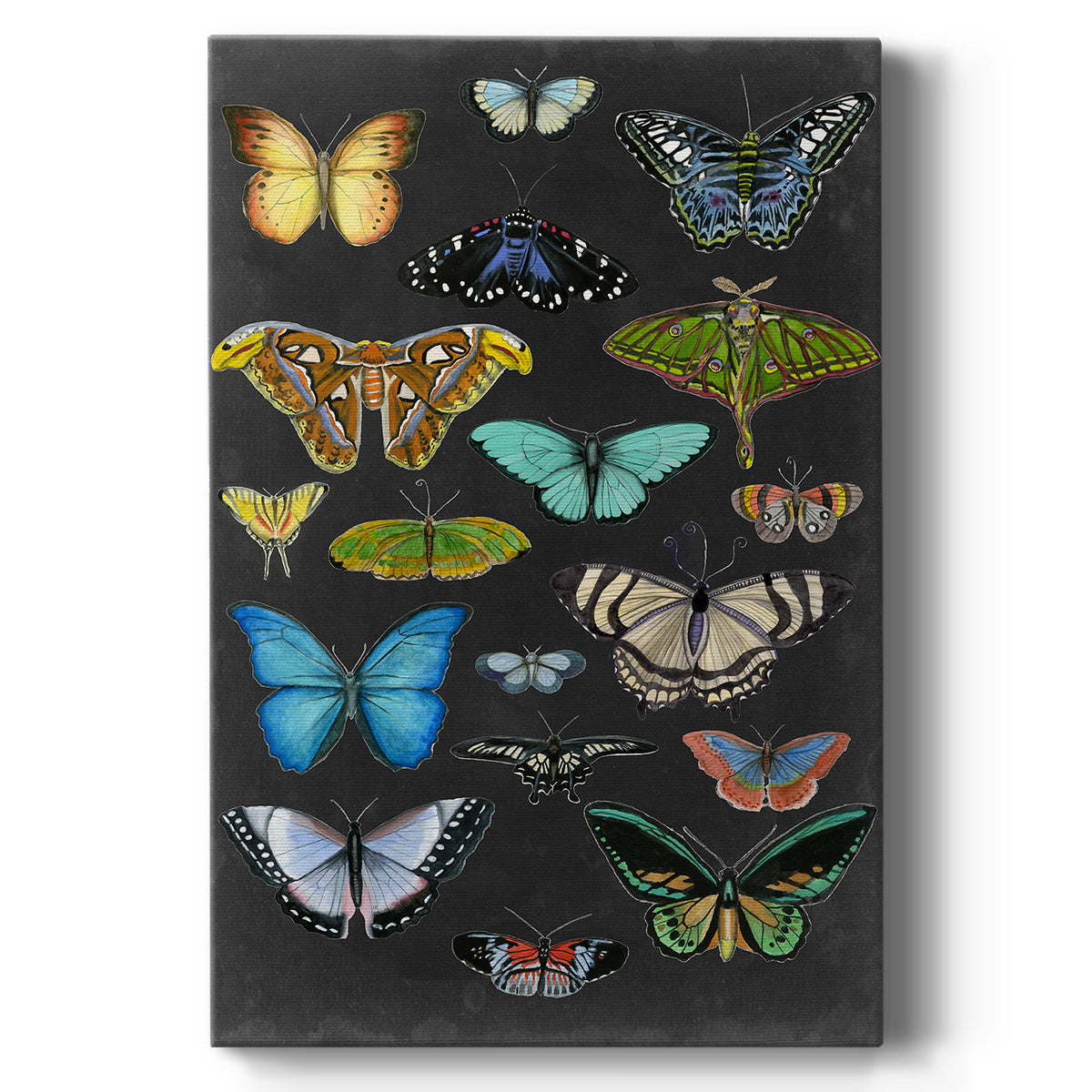 Graphic Butterfly Taxonomy I - Canvas Art Print