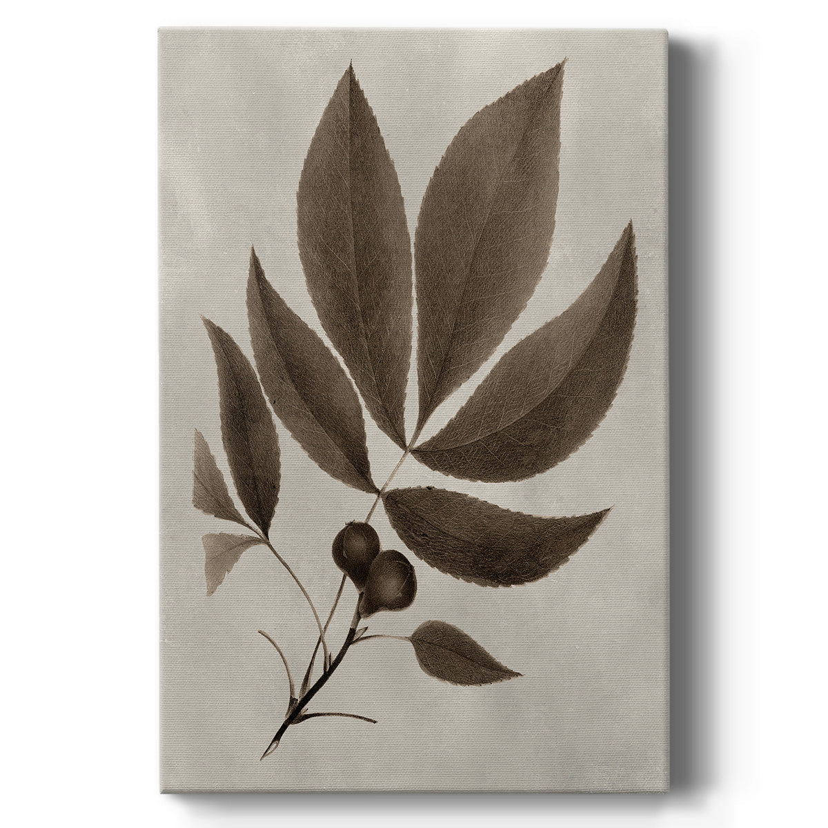 Arbor Specimen V - Canvas Art Print