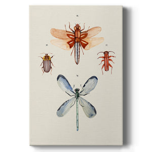 Insect Varieties IV - Canvas Art Print