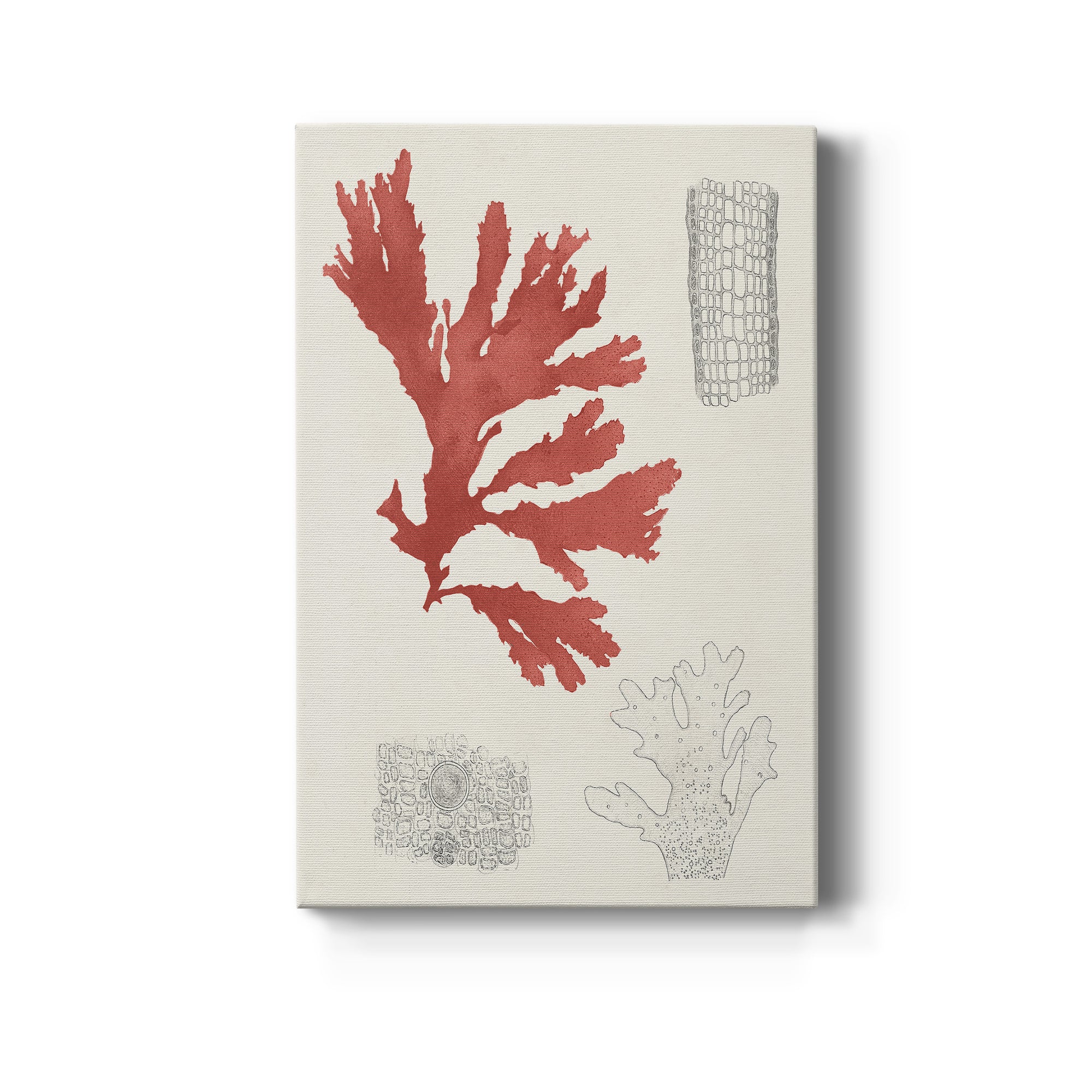 Vintage Coral Study III Premium Gallery Wrapped Canvas - Ready to Hang