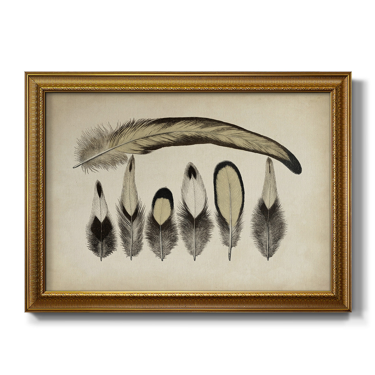 Vintage Feathers VII - Ornate Framed Canvas Print