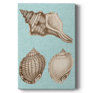 Sepia & Aqua Shells V Premium Gallery Wrapped Canvas - Ready to Hang