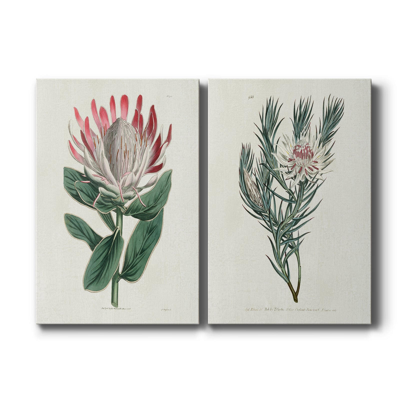 Protea N13 - Canvas Art Set