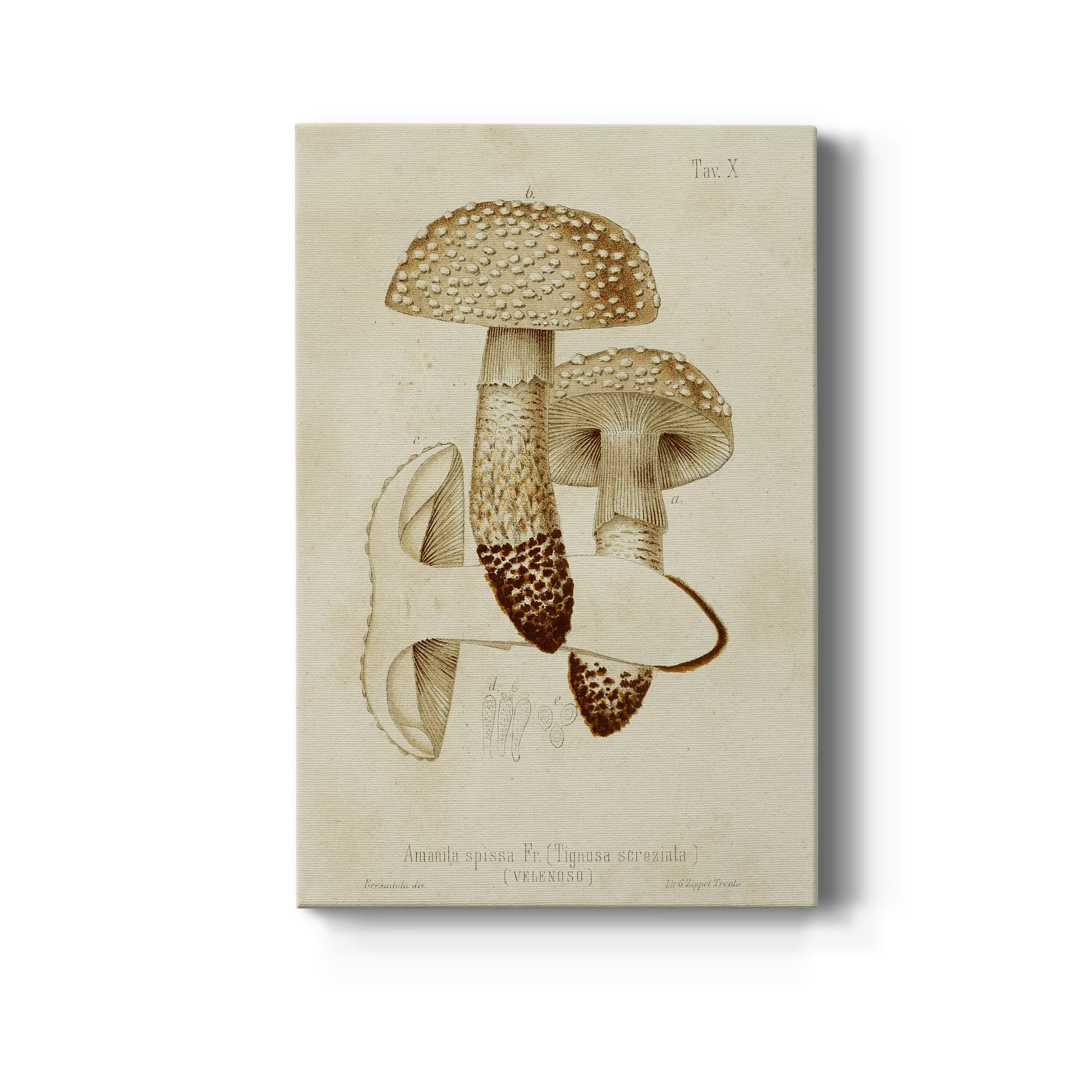 Mushroom Varieties VIII Premium Gallery Wrapped Canvas - Ready to Hang