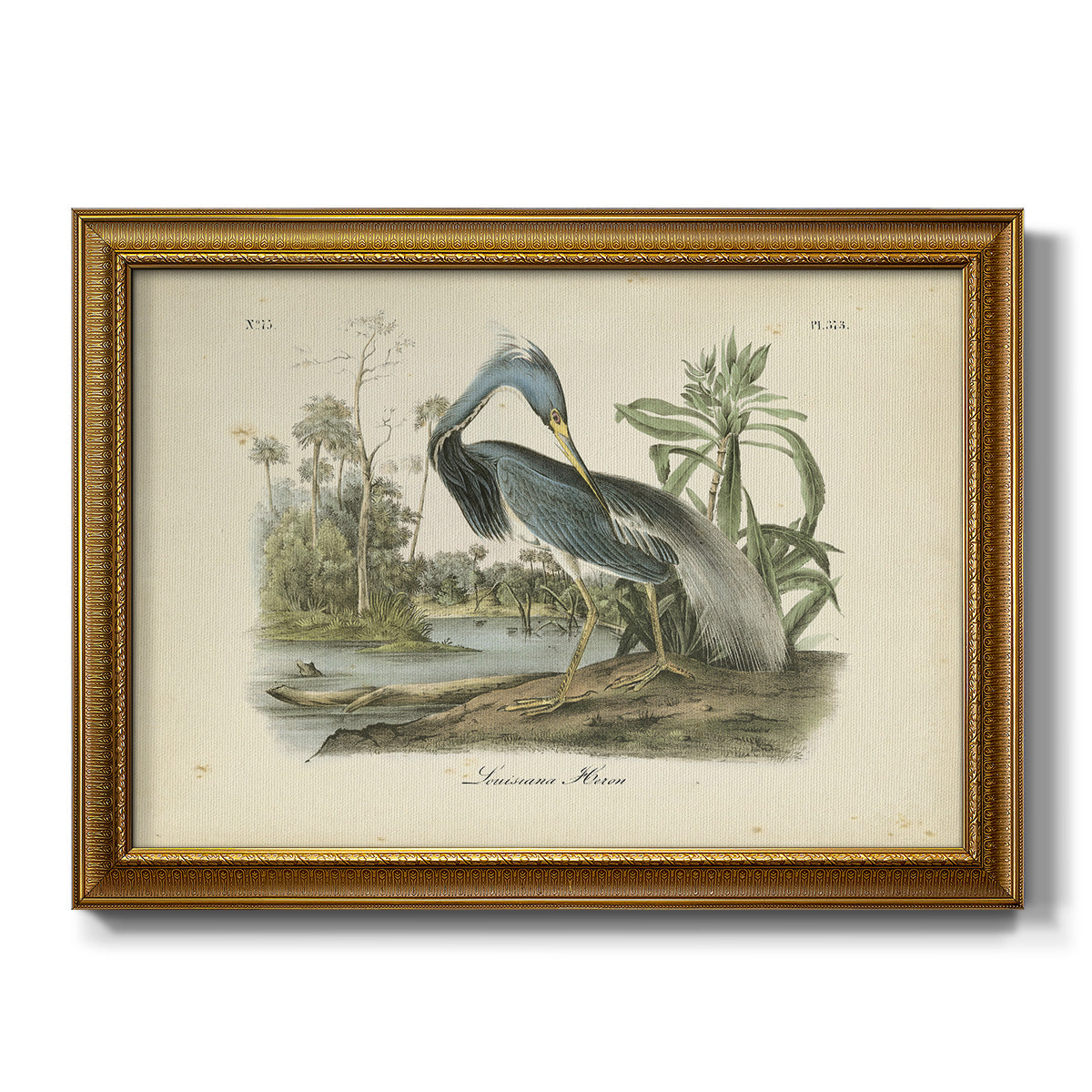 Audubons Louisiana Heron - Ornate Framed Canvas Print