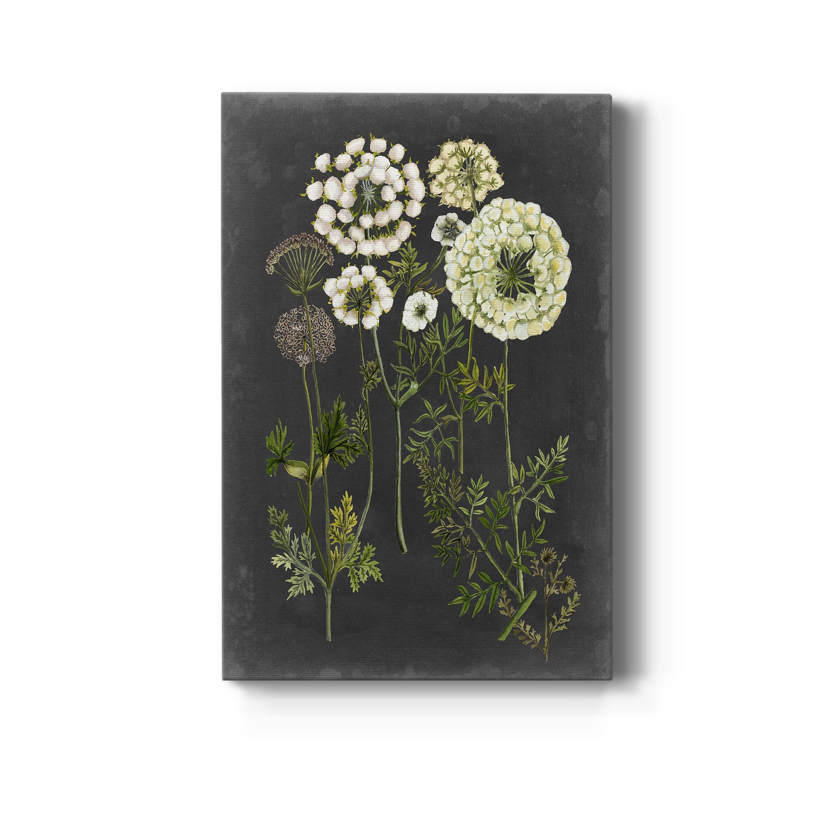 Bookplate Floral II - Canvas Art Print