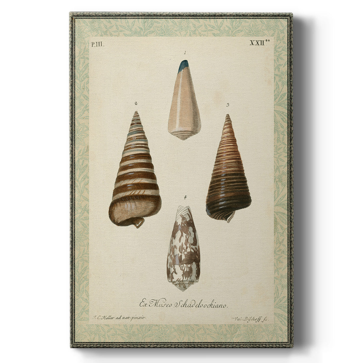 Bookplate Shells VI - Canvas Art Print