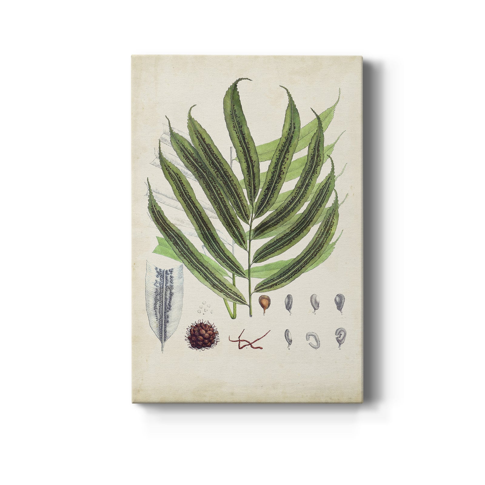 Collected Ferns III - Canvas Art Print