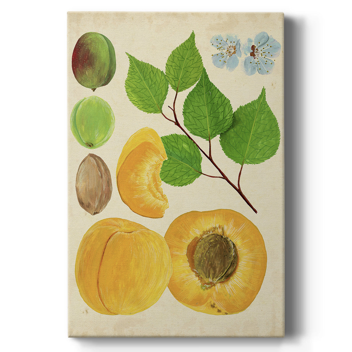 Apricot Study II - Canvas Art Print