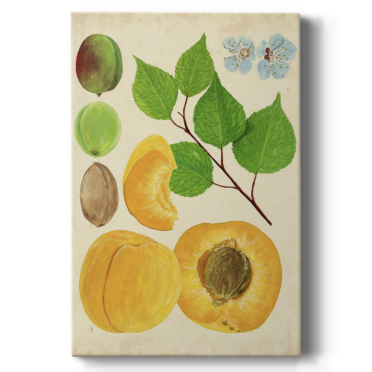 Apricot Study II Premium Gallery Wrapped Canvas - Ready to Hang