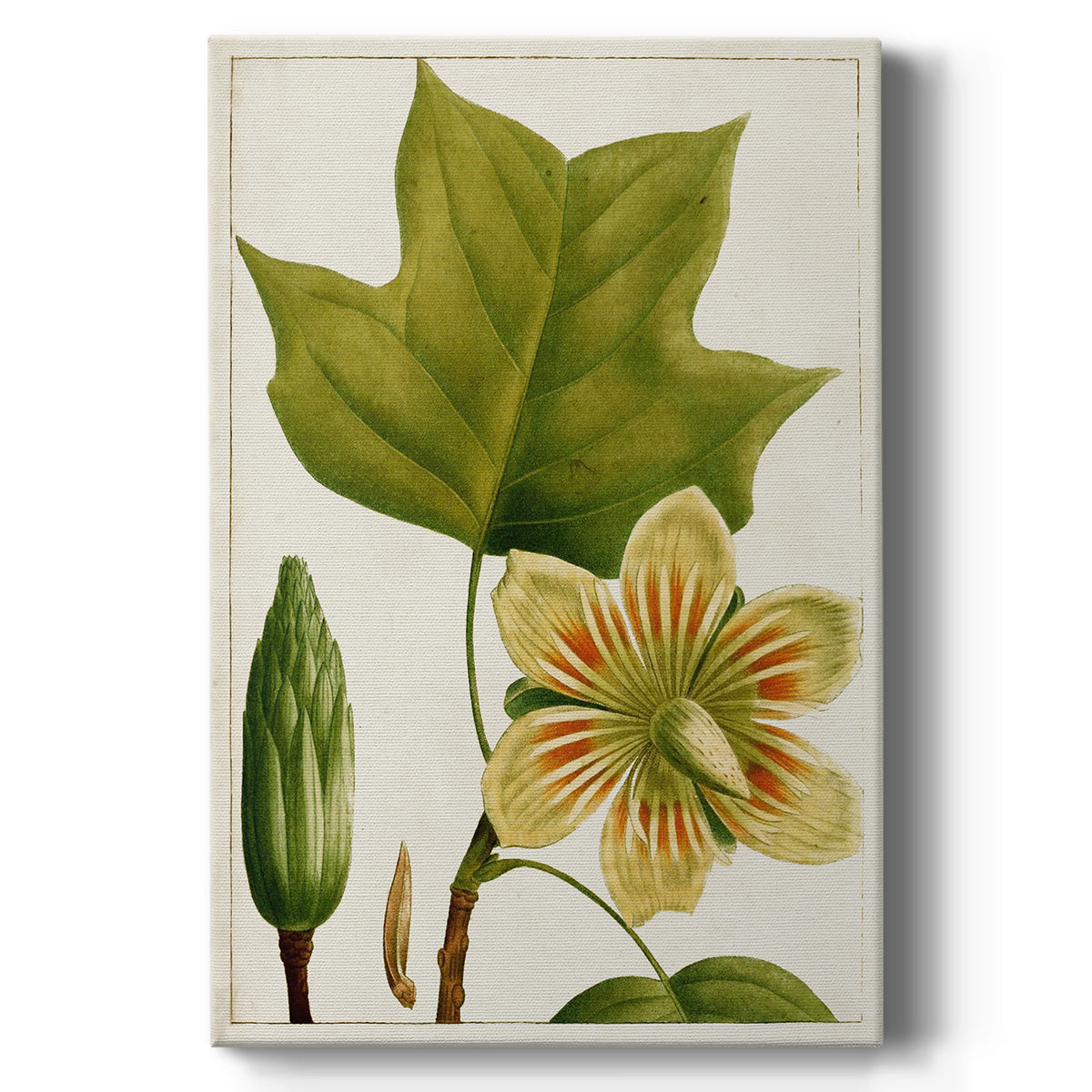 Antique Flowering Trees IV - Canvas Art Print