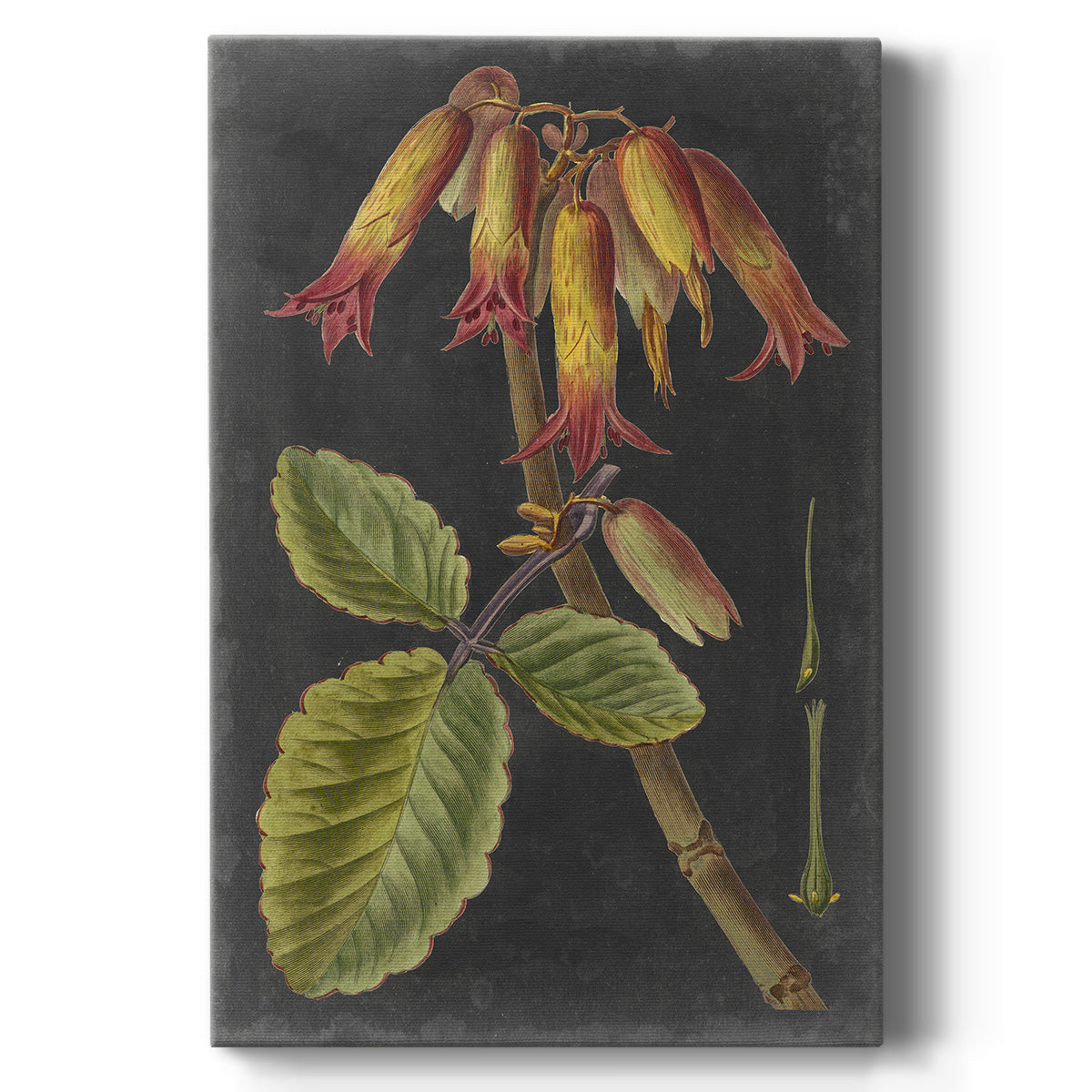 Dramatic Tropicals III - Canvas Art Print