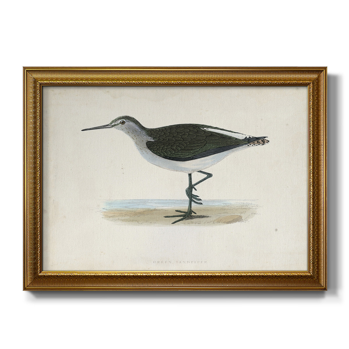 Morris Sandpipers VI - Ornate Framed Canvas Print