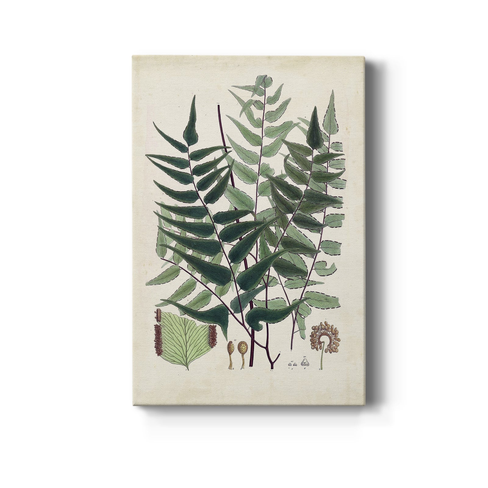 Collected Ferns VII - Canvas Art Print