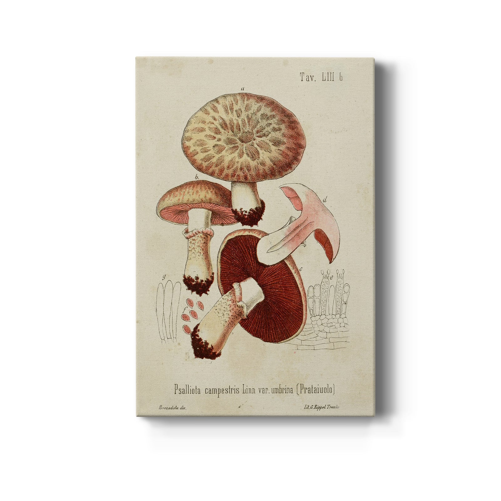 Mushroom Varieties II - Canvas Art Print