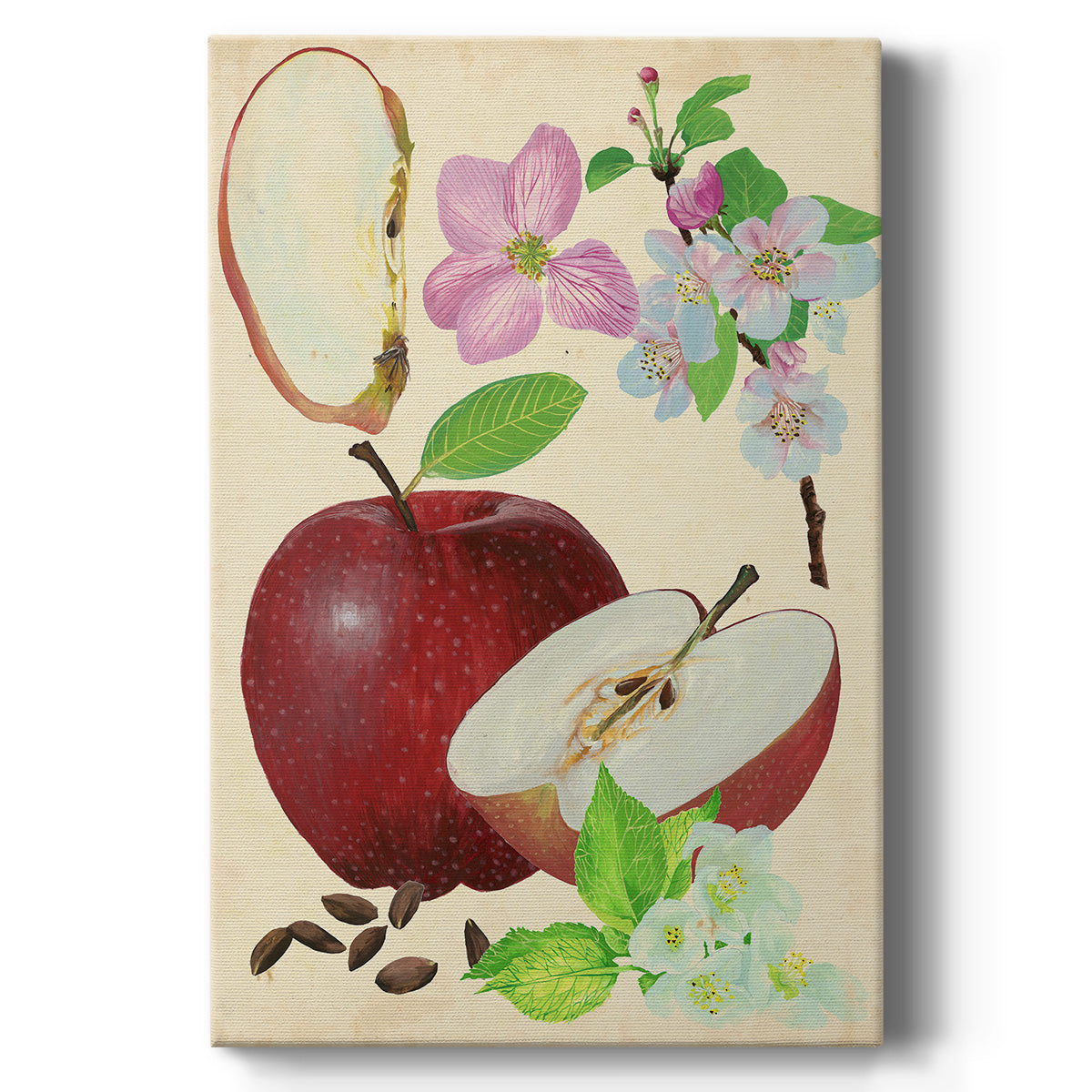 Apple & Blossom Study I - Canvas Art Print