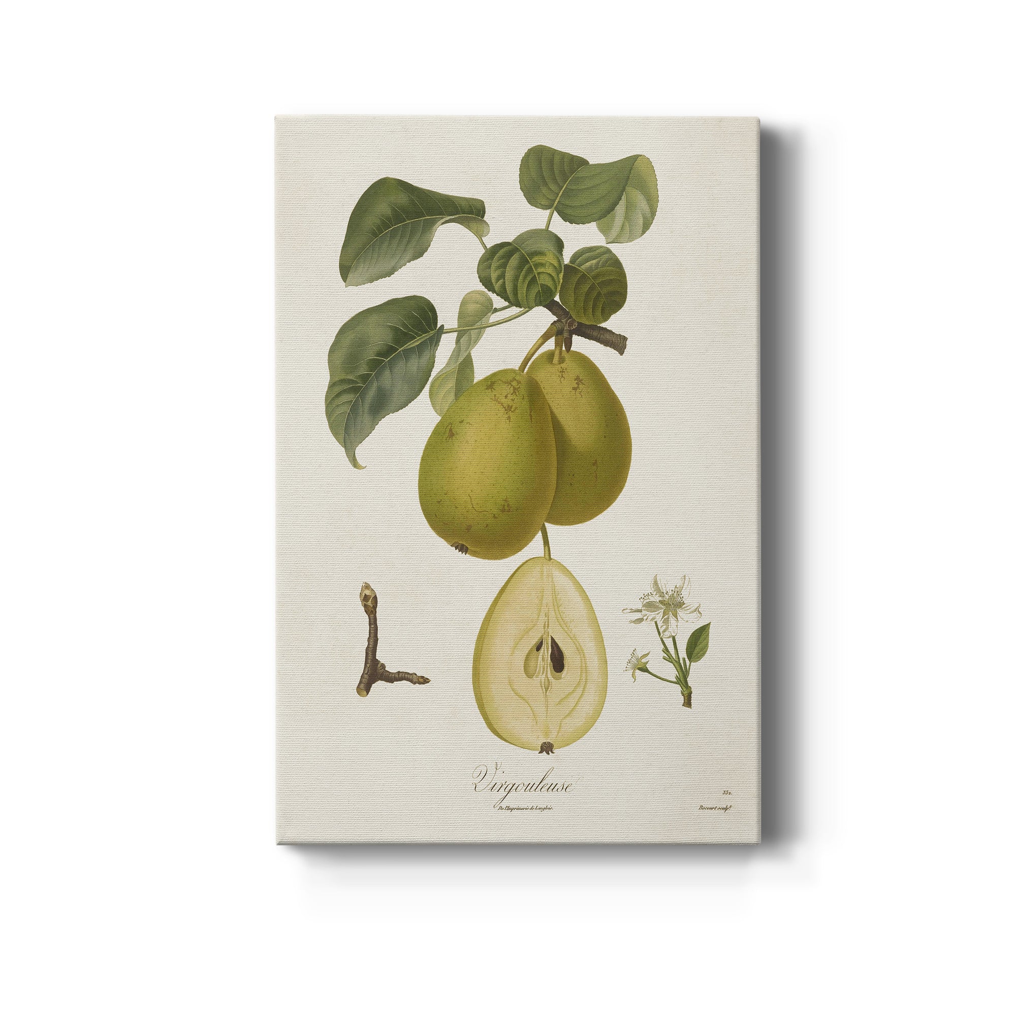 Vintage Pears III Premium Gallery Wrapped Canvas - Ready to Hang