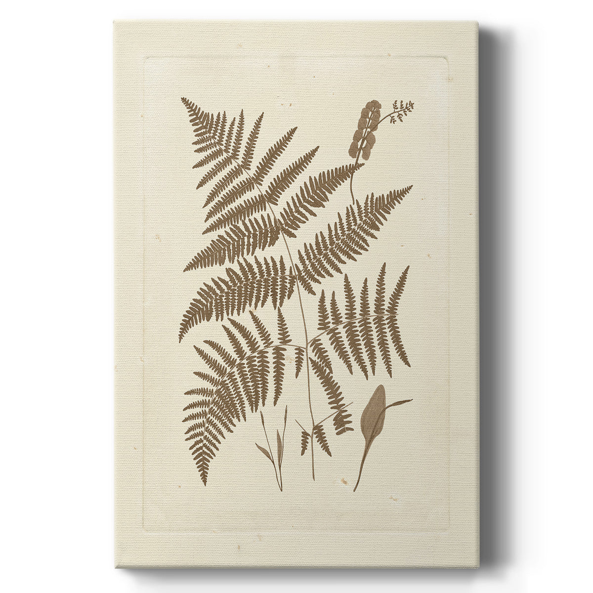 Sepia Ferns I - Canvas Art Print