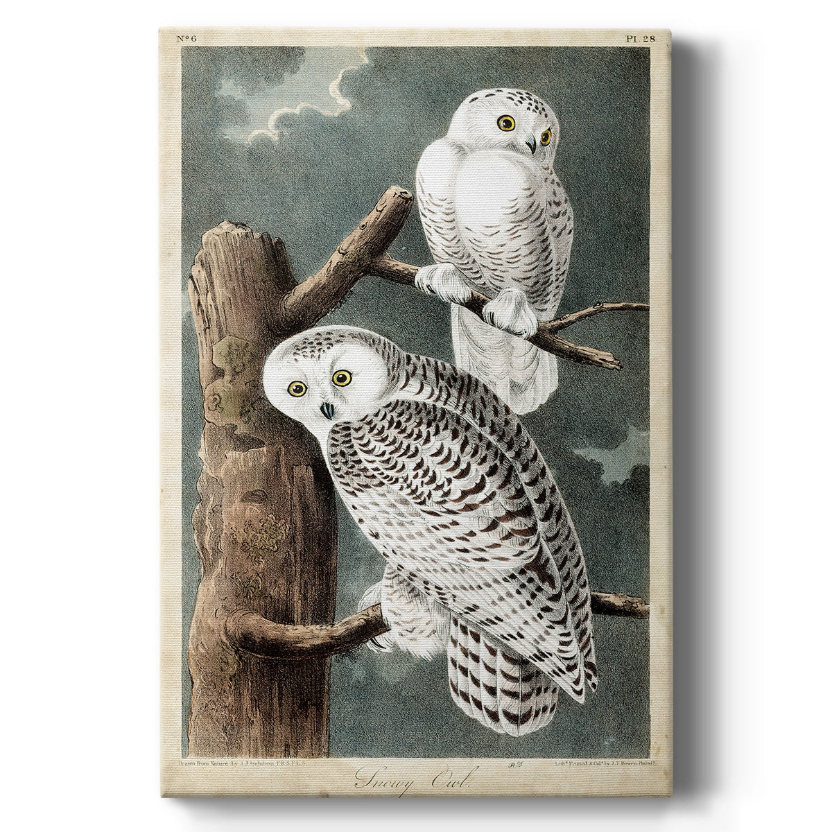 Audubons Snowy Owl - Canvas Art Print