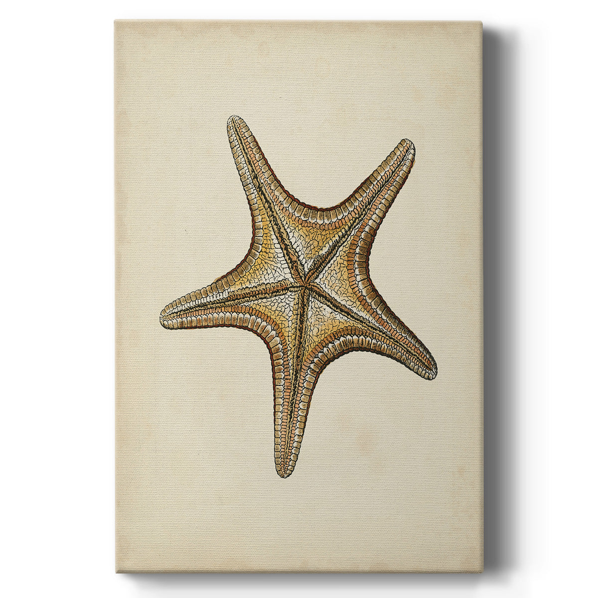 Sealife Collection IV - Canvas Art Print