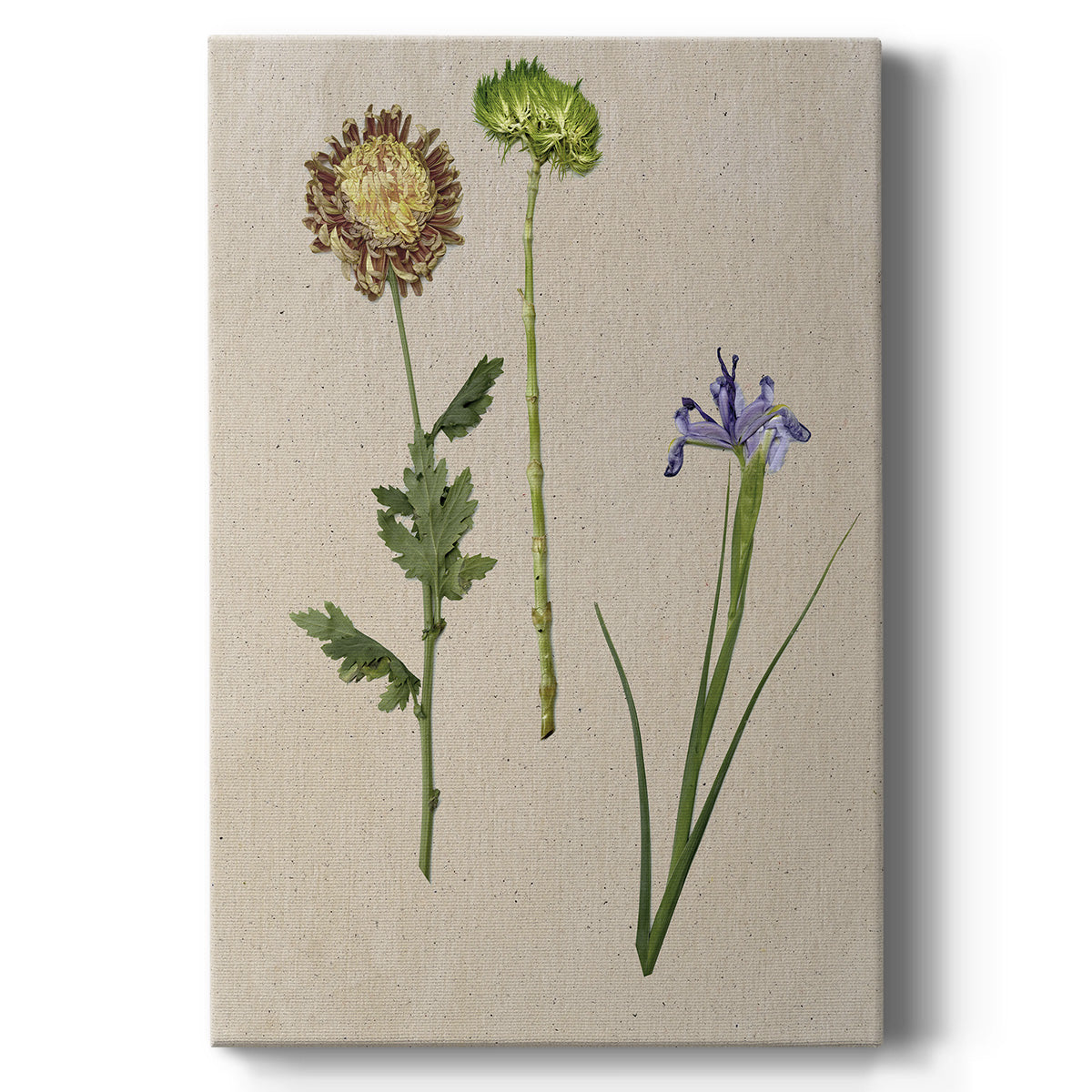 Pretty Pressed Flowers III - Canvas Art Print