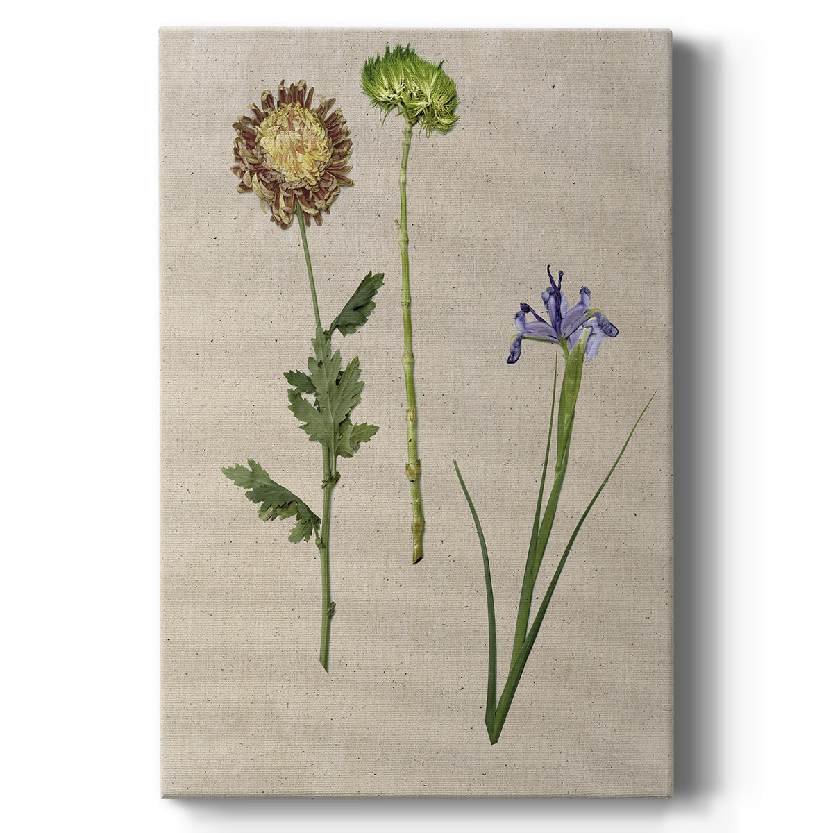 Pretty Pressed Flowers III Premium Gallery Wrapped Canvas - Ready to Hang