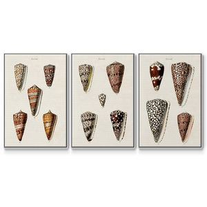 Cone Shell Collection I - Framed Premium Gallery Wrapped Canvas L Frame 3 Piece Set - Ready to Hang
