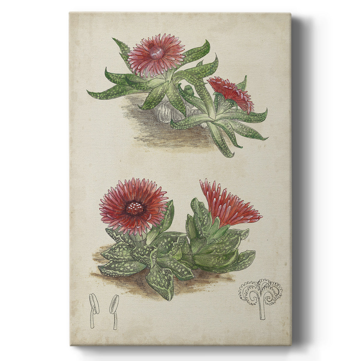 Antique Cactus V - Canvas Art Print