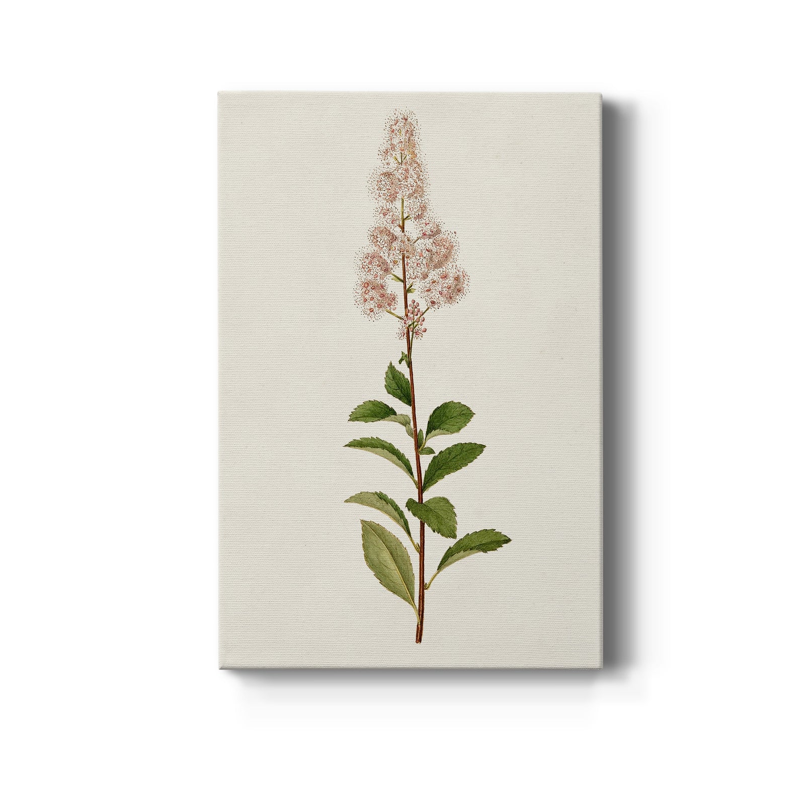 Mauve Garden Flowers II - Canvas Art Print