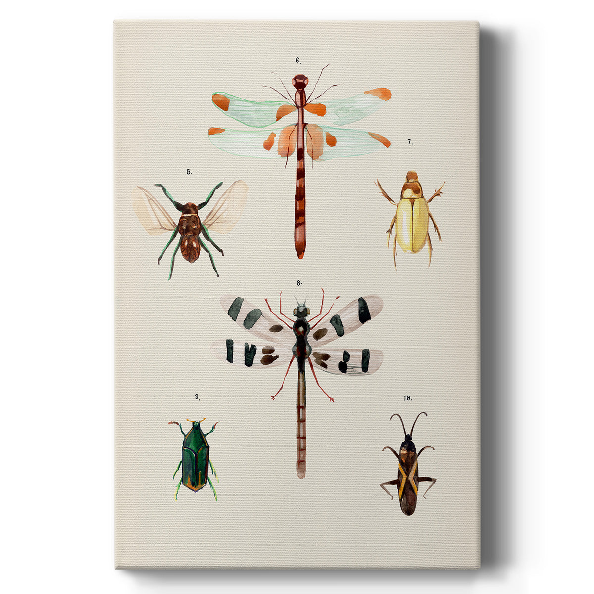 Insect Varieties II - Canvas Art Print