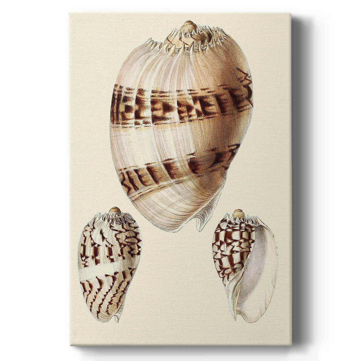 Splendid Shells V - Canvas Art Print