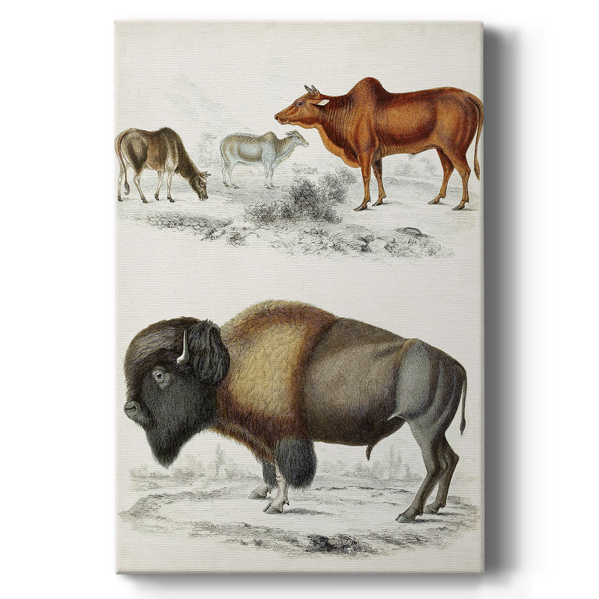 Journal of Natural History VII - Canvas Art Print