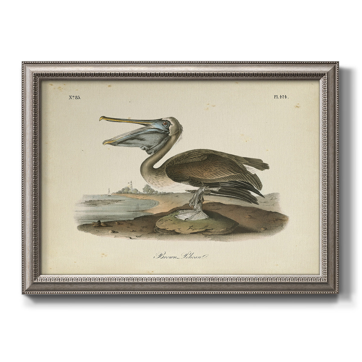 Audubons Louisiana Heron Premium Framed Canvas- Ready to Hang