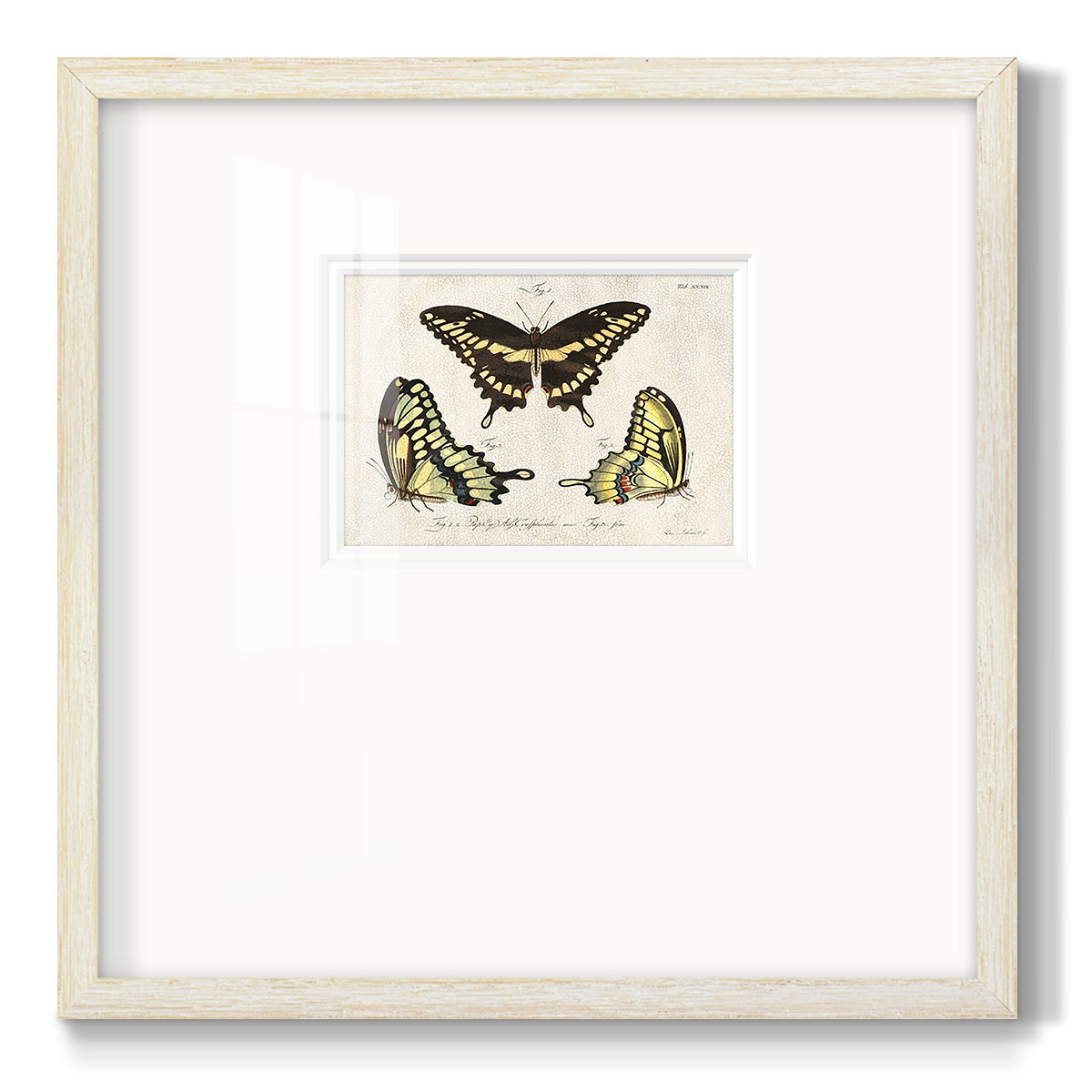 Crackled Butterflies I Premium Framed Print Double Matboard