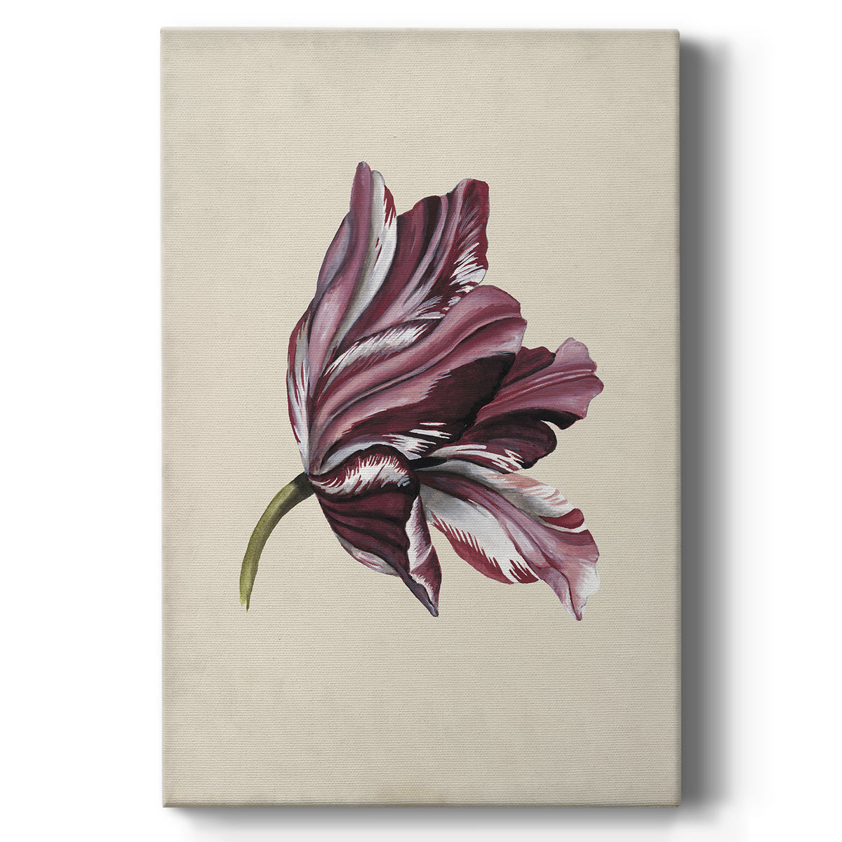 Antique Tulip Study III - Canvas Art Print
